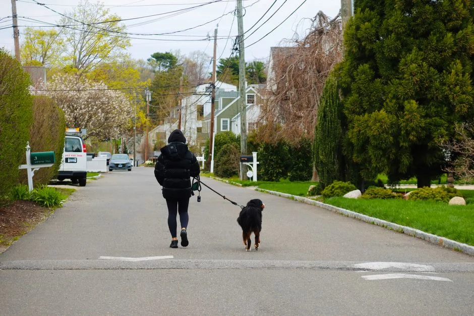 A person walks a dog through a leafy suburban neighborhood on a spring day.