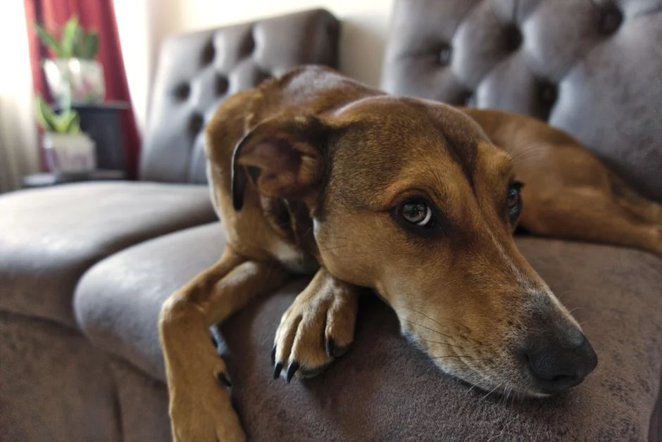 A calm dog lying on a comfortable sofa, showcasing tranquility and relaxation.