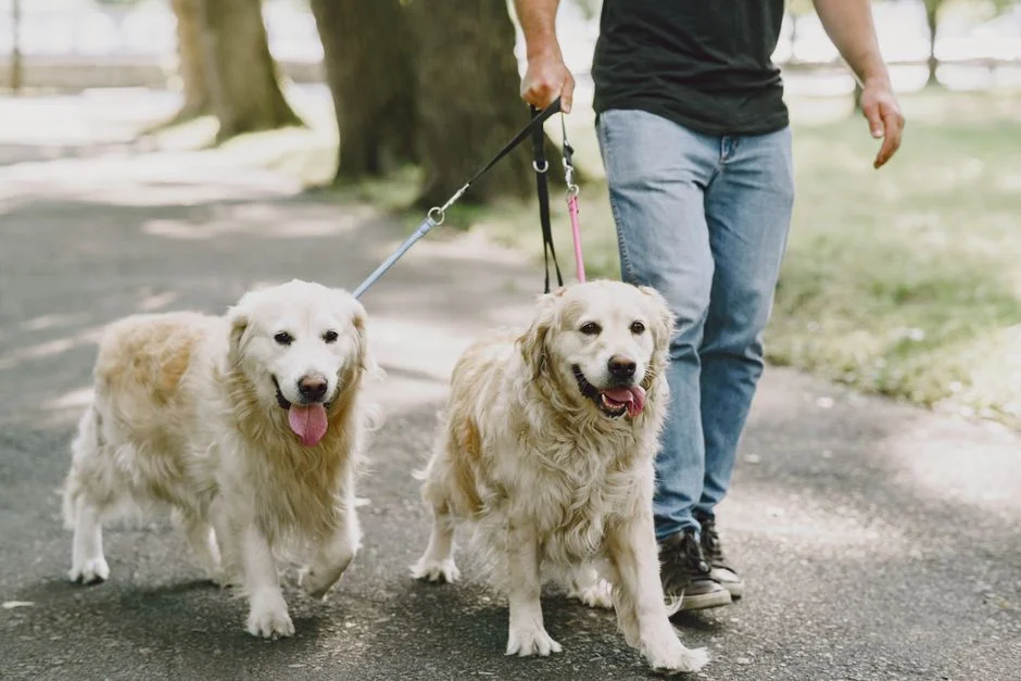 Why We Use W-2 Dog Walkers, Not Gig App Contractors