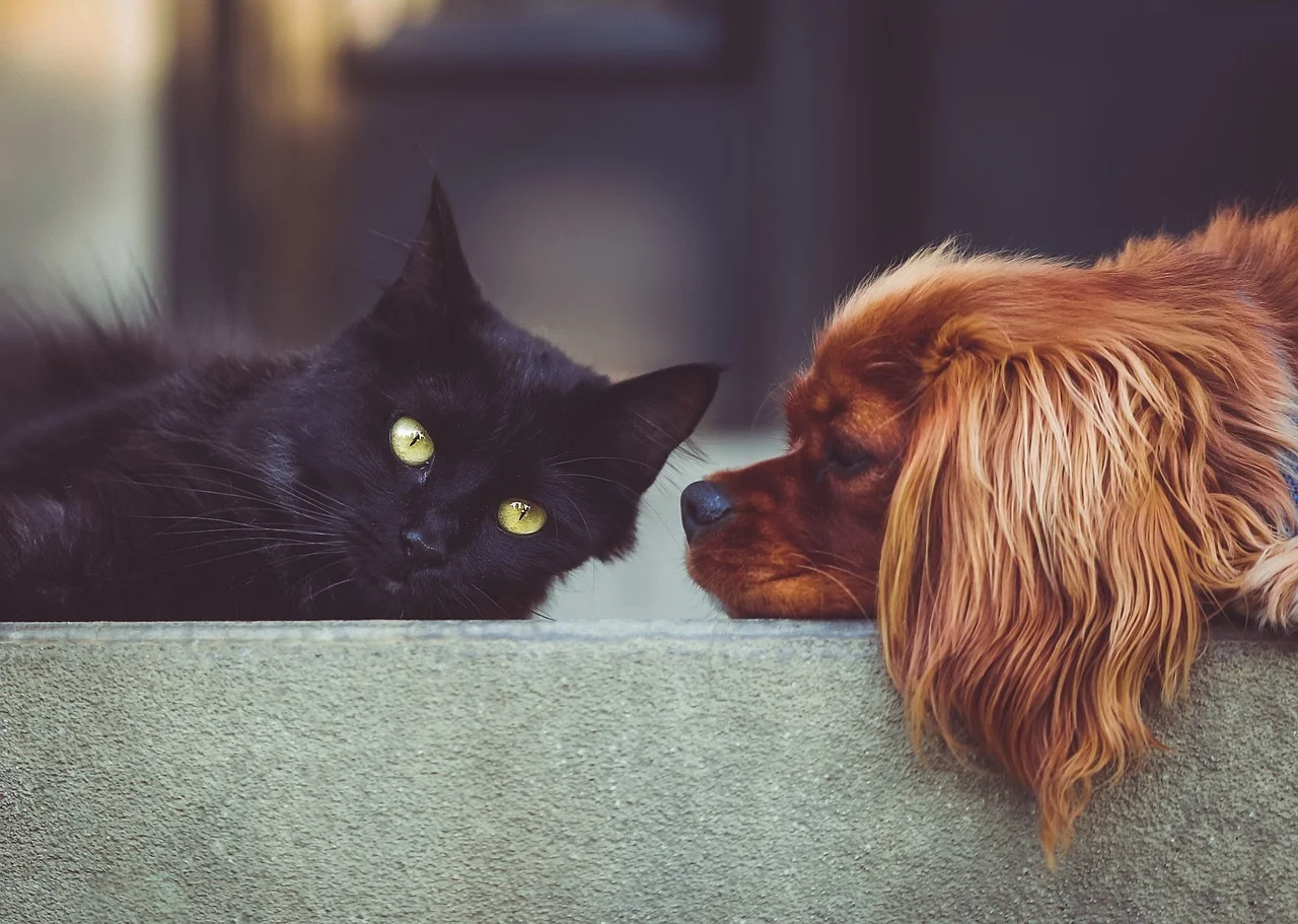 dog, cat, pets, mammals, nature, animal, animals, friends, friendship, brown dog, pet, black cat, domestic, domestic animals, portrait, friendship day