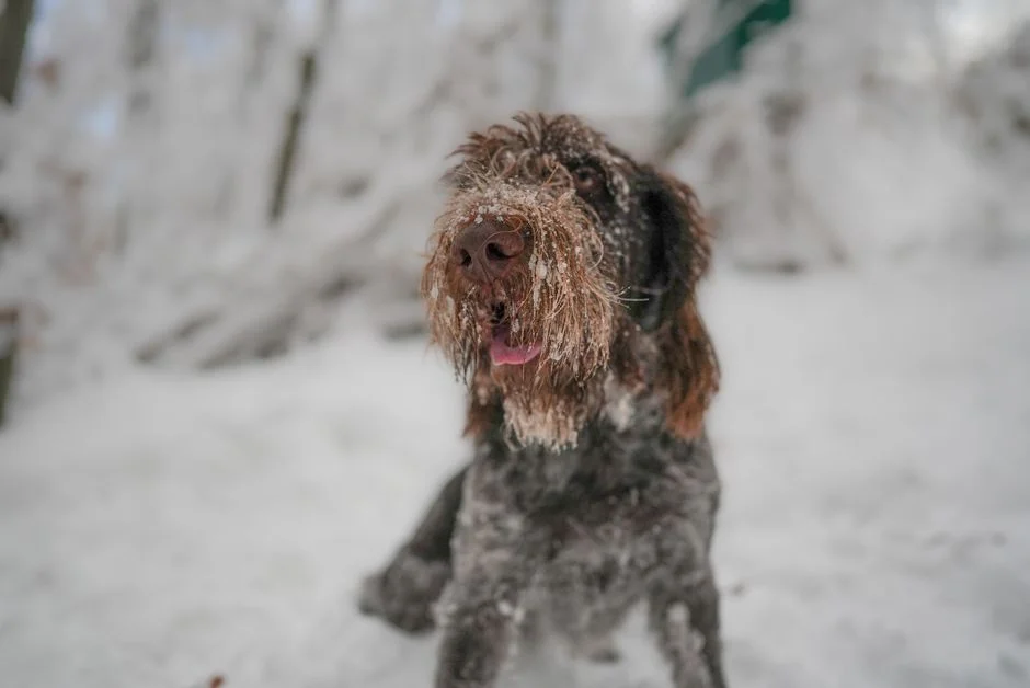 A Spinone Italiano dog with a snowy face amidst a winter forest scene.