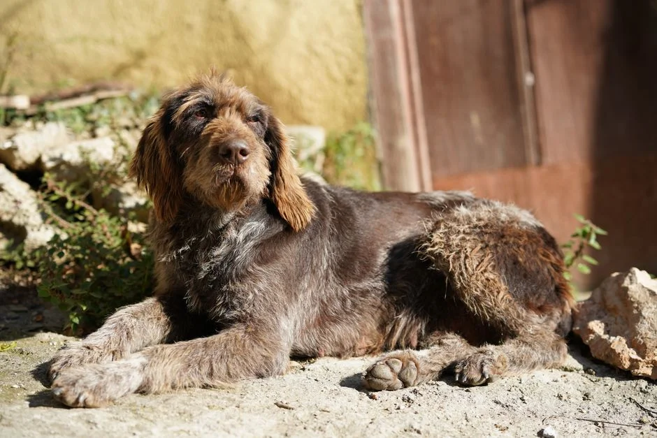 A furry stray dog rests peacefully outdoors, basking in the warm sunlight of Türkiye.