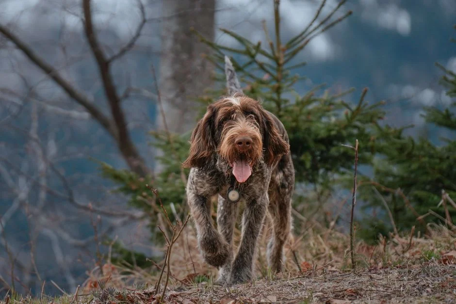 A Wirehaired Pointing Griffon dog joyfully running through a wooded path.
