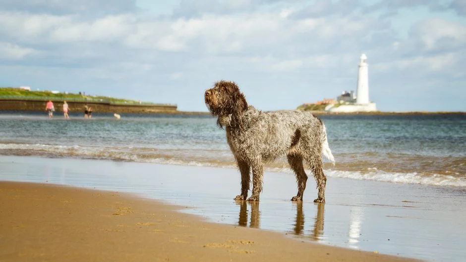 Spinone Italiano dog standing on the sandy beach near St Mary's Lighthouse, UK.