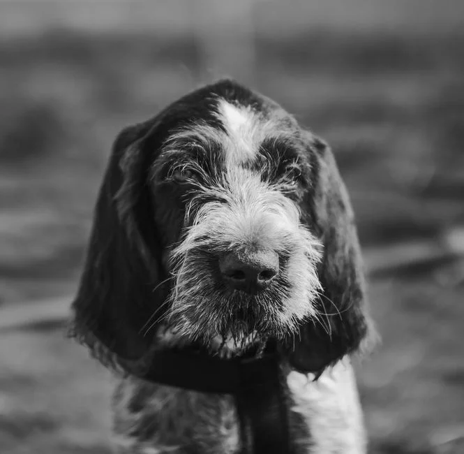 Black and white close-up of a wirehaired dog enjoying the outdoors.