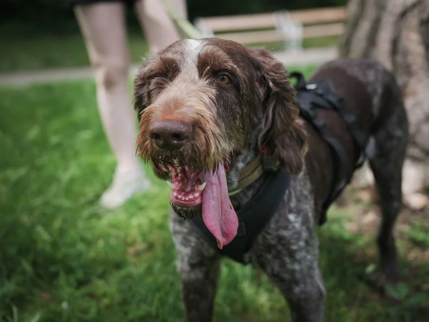 Playful Wirehaired Pointing Griffon enjoying a sunny day in the park with its owner.